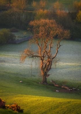 Scenic lonely tree