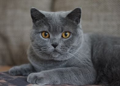 gray cat