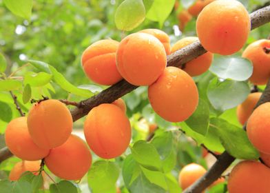 apricots tree