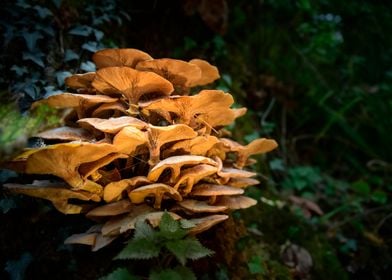 Autumn Mushrooms