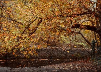 Autumn Tree