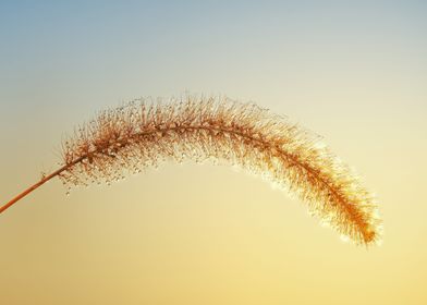  wheat with water