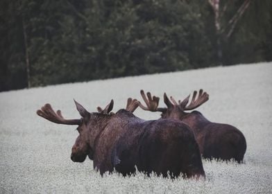 moose in grass