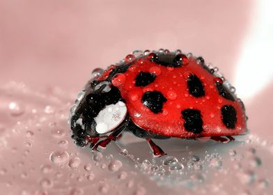 ladybug