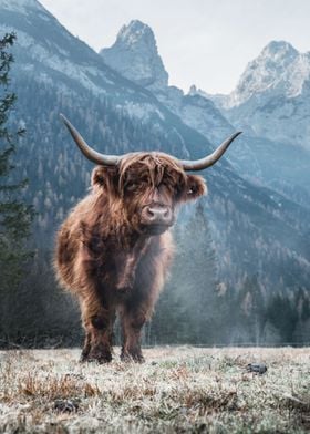 Highland Cow Cattle