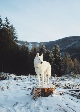 Lost in the white