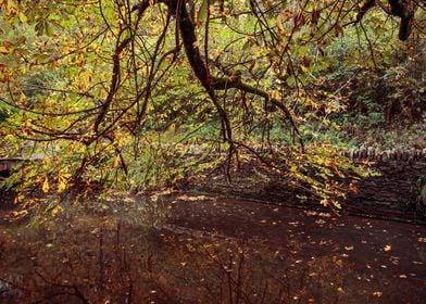 Autumn Tree