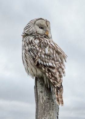 Owl Bird