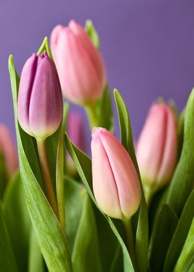 tulip pink