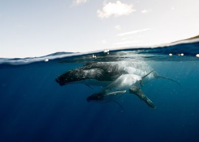 baby and mother whale