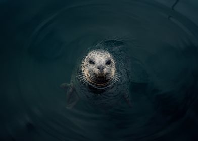 cute water seal