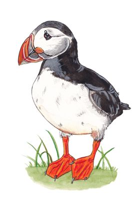 Poppy the puffin