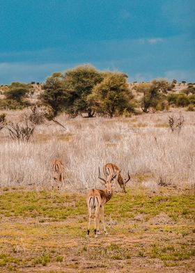 african antelope