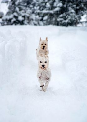 two cute snow dogs