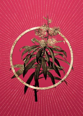 Pleomele on Viva Magenta