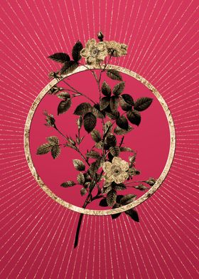 Gold Pink Pompon Rose