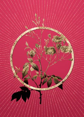 Gold Pink Noisette Roses