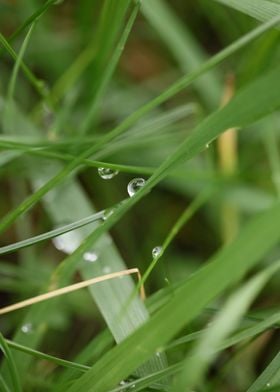 Grass water bubbles macro