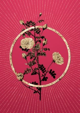 Pink Scotch Briar Rose