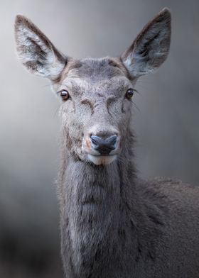 deer face beauty