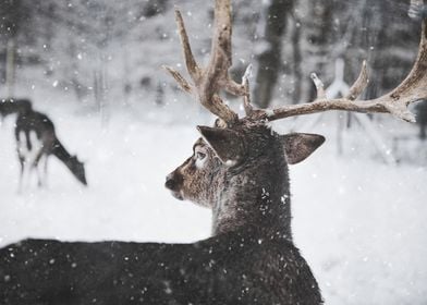 deer snow tree