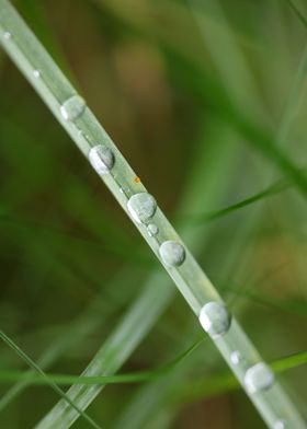 Water droplets background