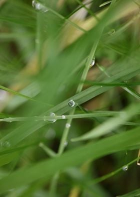 Grass water bubbles macro