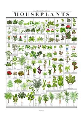 Houseplants Knowledge