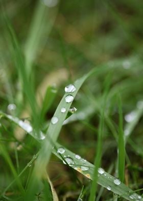 Rain droplets background