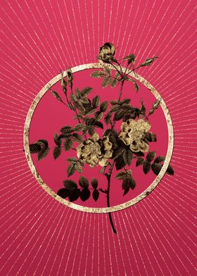 Gold Pink Rosebush Bloom