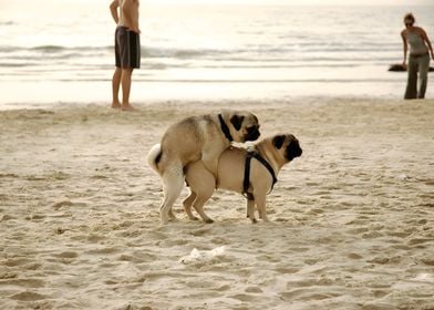 Dog  marryin the beach