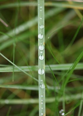 Grass water bubbles macro