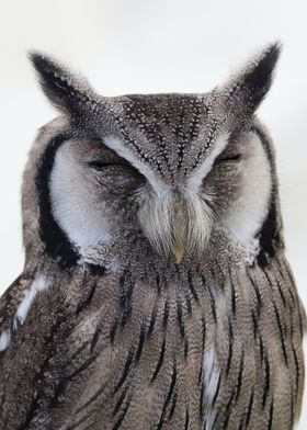 owl closed eyes