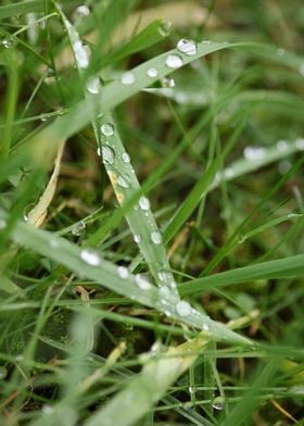 Grass water bubbles macro