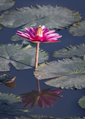 Water lily