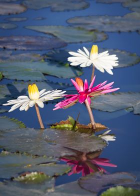 Water lily