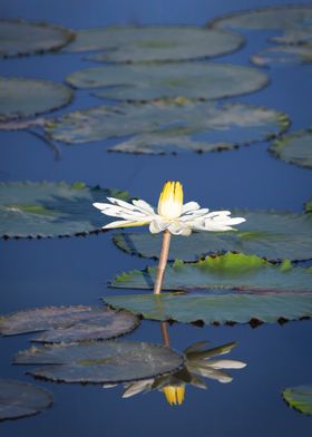 Water lily