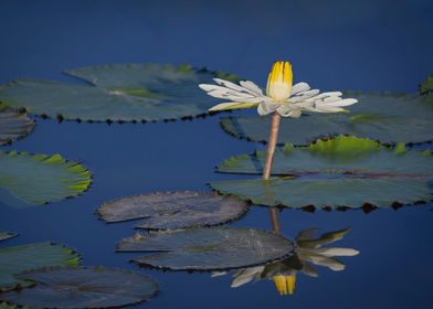 Water lily