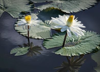 Water lily