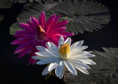 Water lily