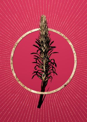 Gold Pitcairnia Latifolia