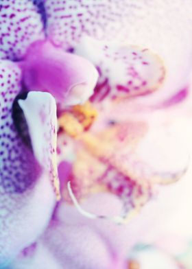 Close Up Orchid