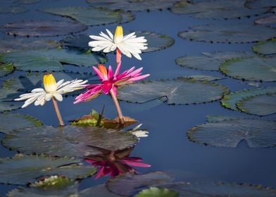 Water lily