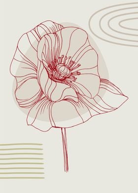 Scandinavia Poppy