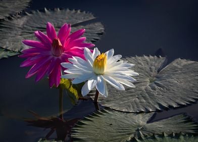 Water lily