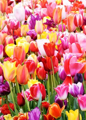 Colorful Tulips