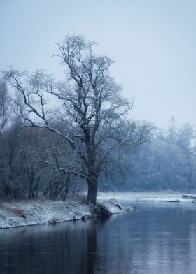 Lonely tree in winter