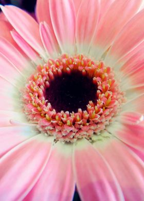 Close up Pink Gerbera