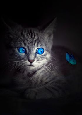 Blue Eyes Kitten Butterfly
