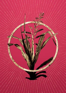 Pitcairnia Bromeliaefolia